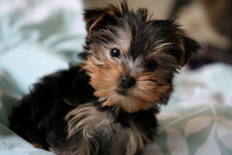 Shorkie