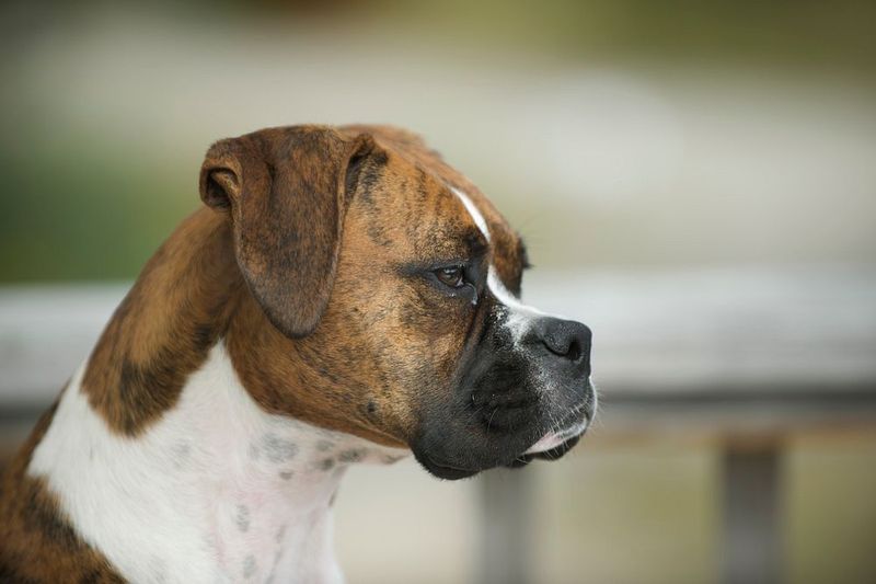 Balanced energy is one of the biggest strengths of these 11 remarkably adaptable dog breeds 5 Boxer