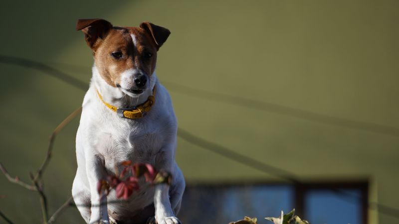 Jack Russell Terrier