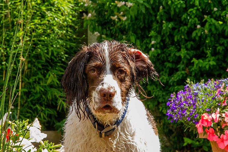 If everyone at home shares dog duties, these dog breeds may be an ideal match 11 English Springer Spaniel