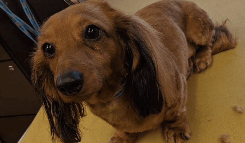 11 Changes Vets Say You Should Never Ignore in Your Dog 8 New Lumps or Skin Changes