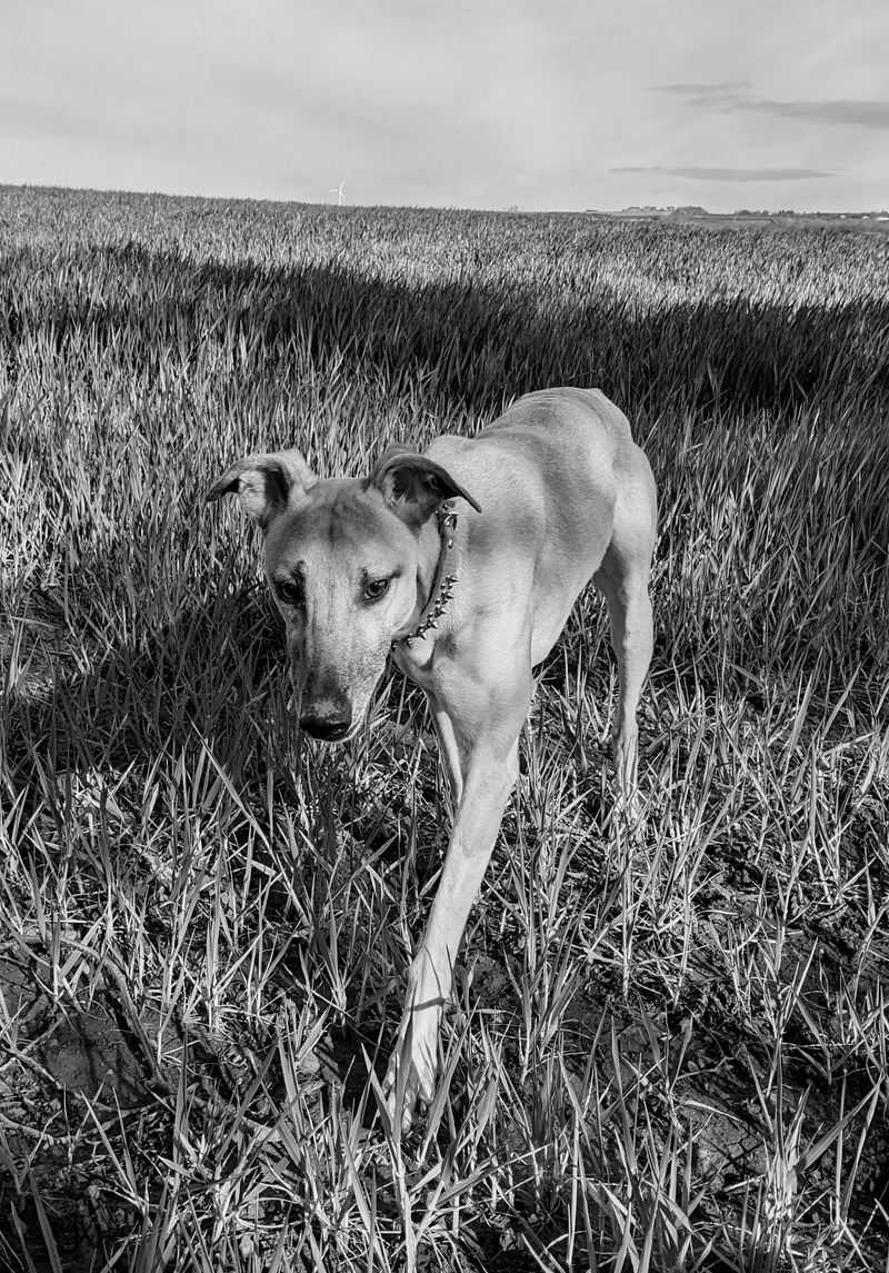 Whippet - quiet elegance in tight quarters