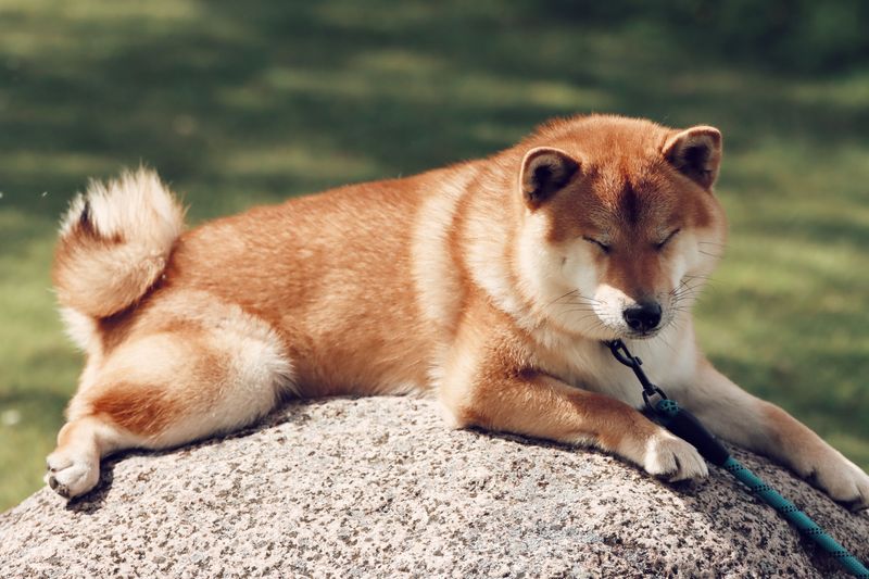 15 dog breeds that people keep recommending – but experienced owners know there's another side to the story 16 Shiba Inu
