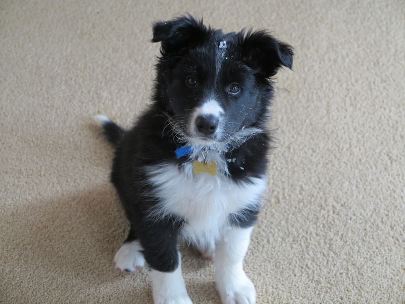Border Collie