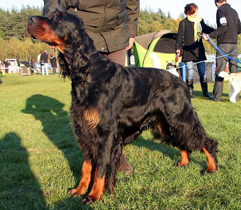 25 Bird Dog Breeds That Balance Hunting Instincts with Family Life 6 Gordon Setter