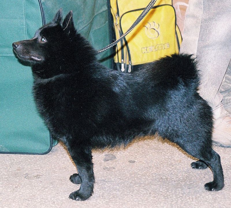 9 Dog Breeds with Foxlike Features and 13 with Wolfish Looks 9 Schipperke