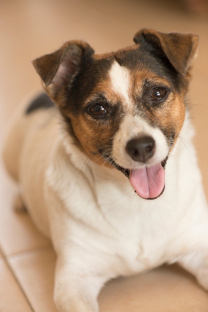Jack Russell Terrier
