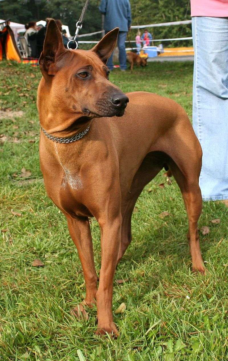Thai Ridgeback