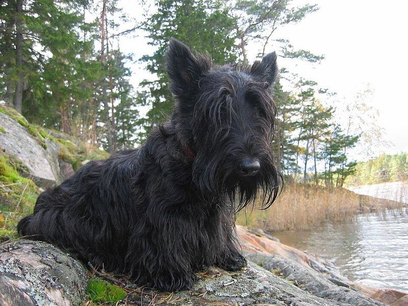 Scottish Terrier