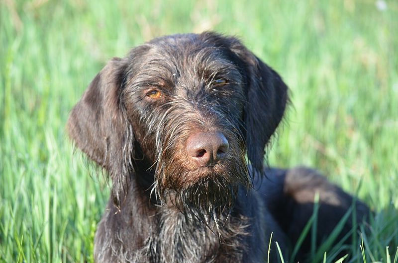German Wirehaired Pointer