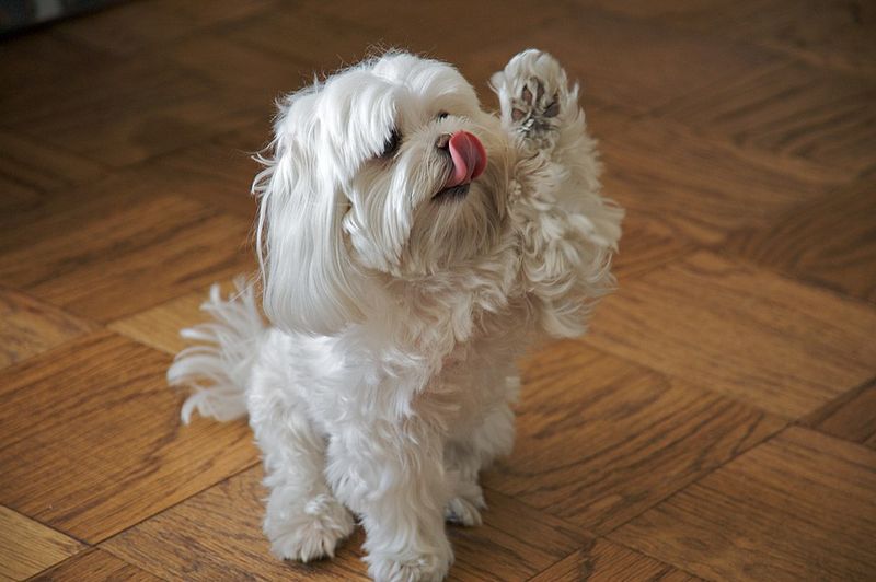 6 massive dogs that can overwhelm your home and 8 that fit anywhere 12 Maltese