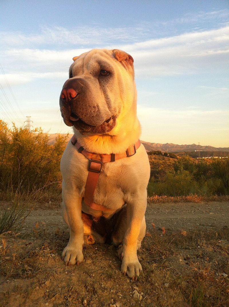 11 independent dog breeds that don’t struggle as much with separation 4 Shar Pei