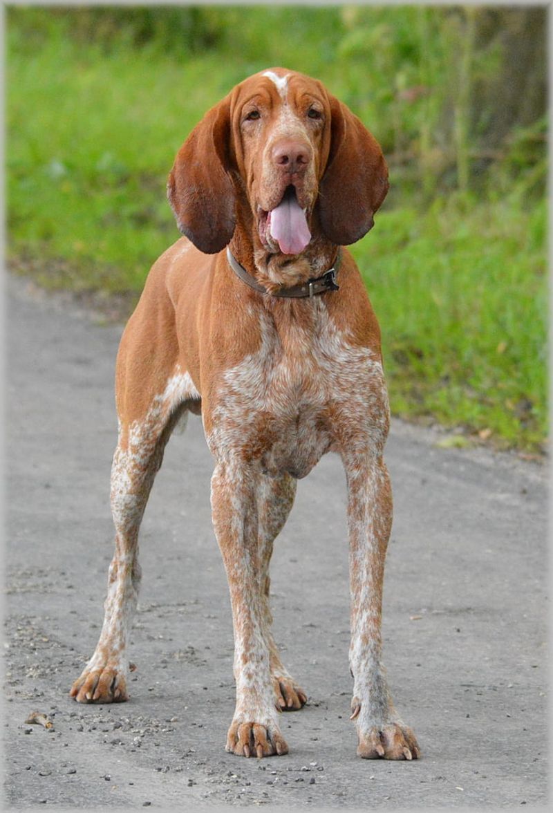 26 Dog Breeds Recognized for Their Unmistakable Vocalizations 8 Basset Hound