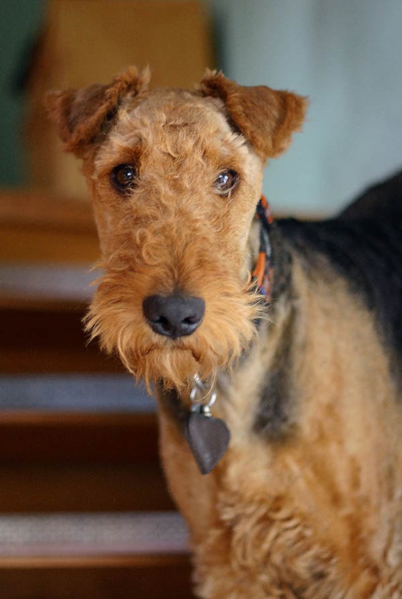 10 irresistibly cute dog breeds with beards and mustaches you can’t help but love 4 Airedale Terrier