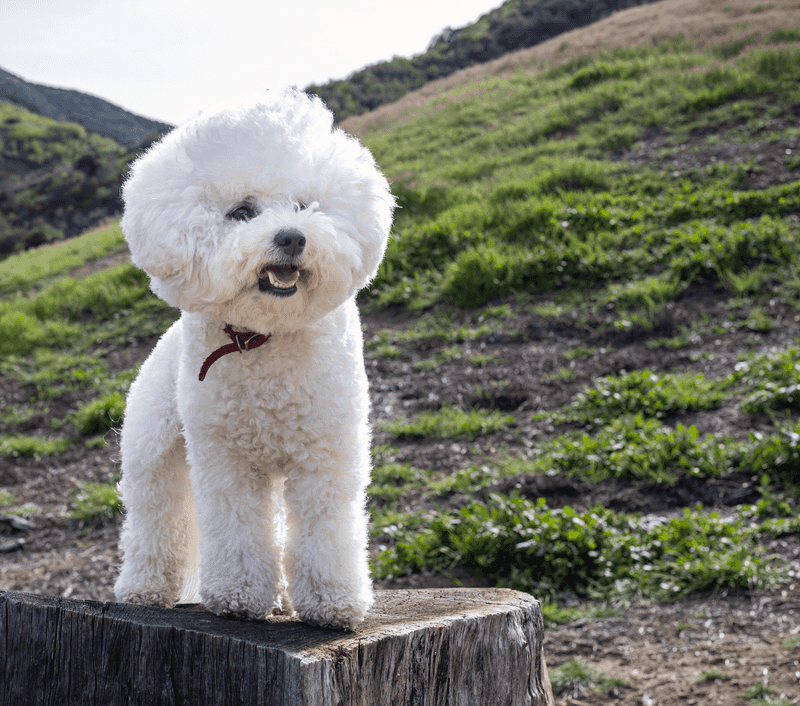 Bring one of these dog breeds home and being loved may become the least subtle part of your day 11 Bichon Frise