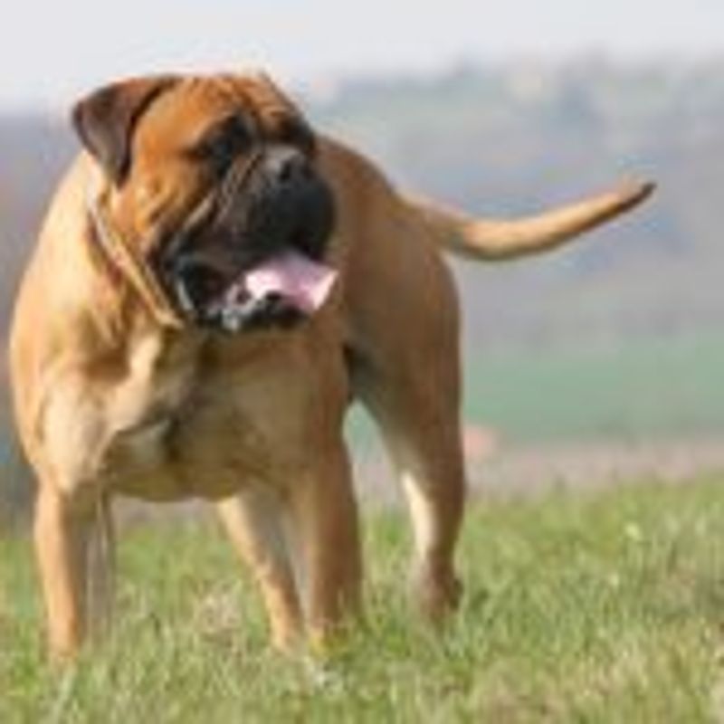 16 Powerful Dog Breeds That Carry a Bold and Fearsome Reputation 13 Boerboel