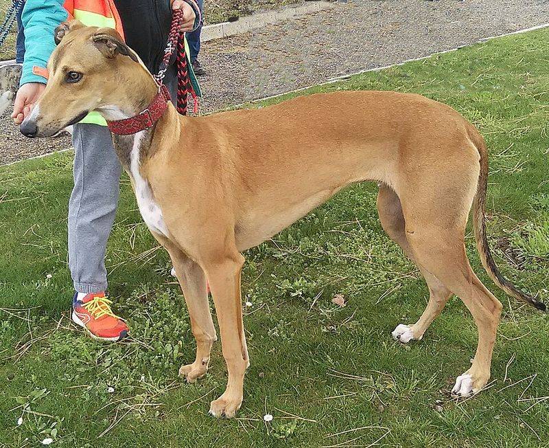 A quieter home often starts with choosing one of these naturally composed breeds 3 Greyhound