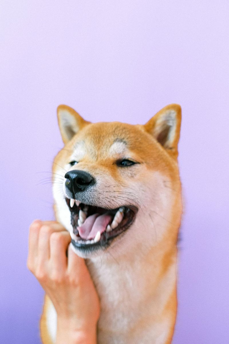 Shiba Inu