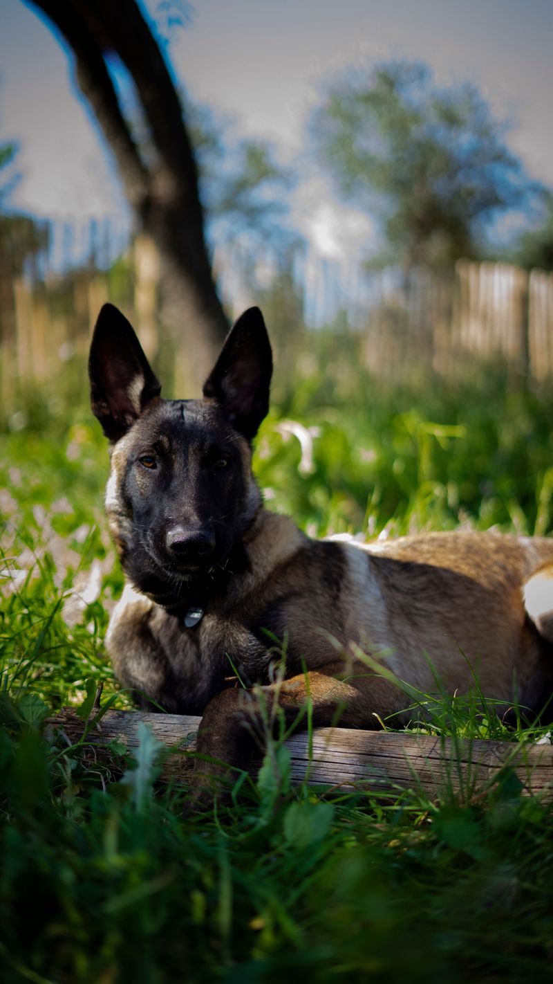 A structured lifestyle suits these 11 dependable dog breeds surprisingly well 3 Belgian Malinois
