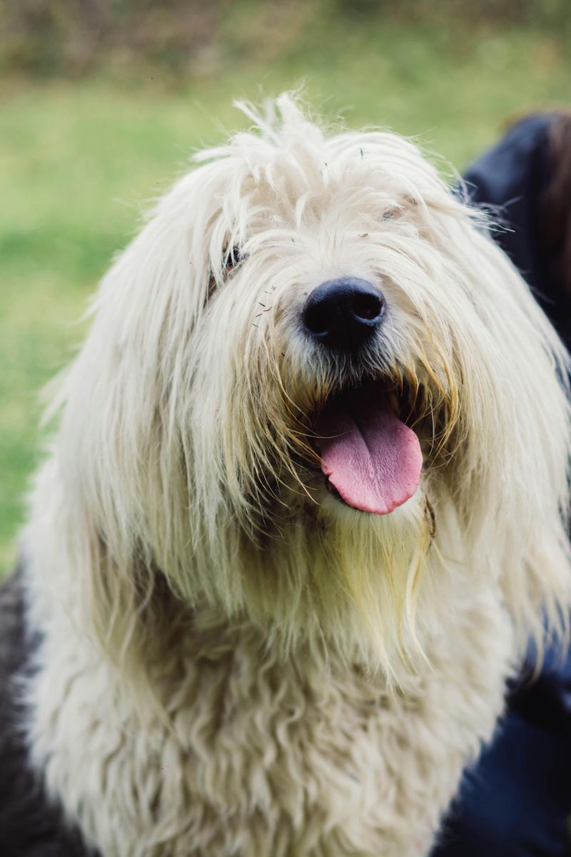 Old English Sheepdog