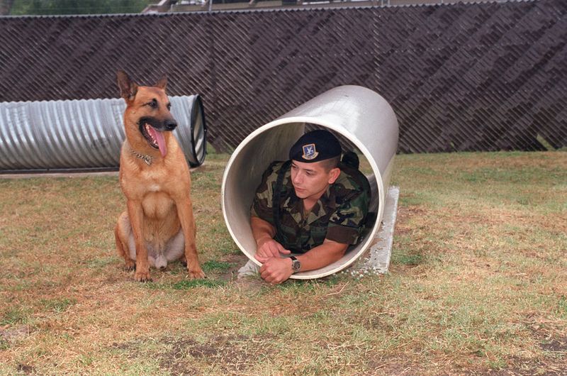 20 Dog Breeds Known for Their Curious and Inquisitive Nature 17 Belgian Malinois