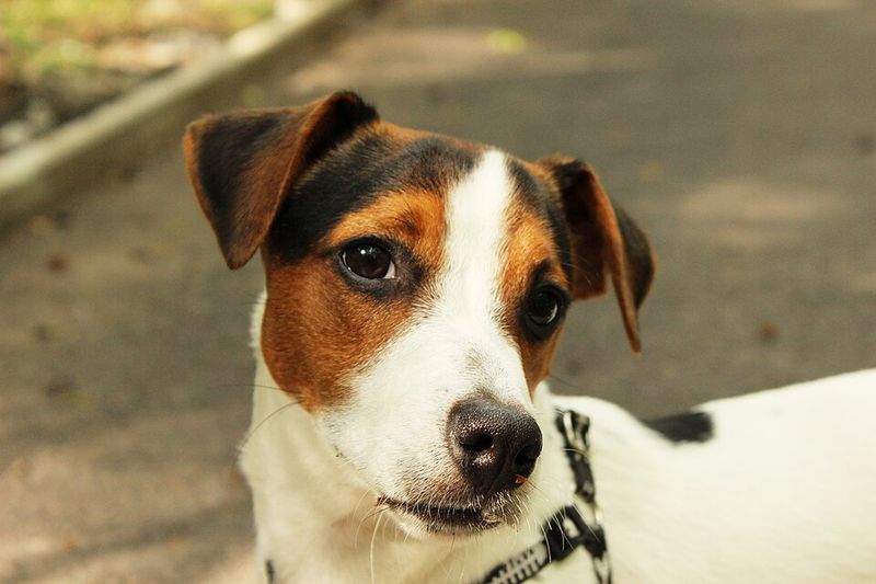 25 Dog Breeds Known for Their Independent or Stubborn Nature 16 Jack Russell Terrier