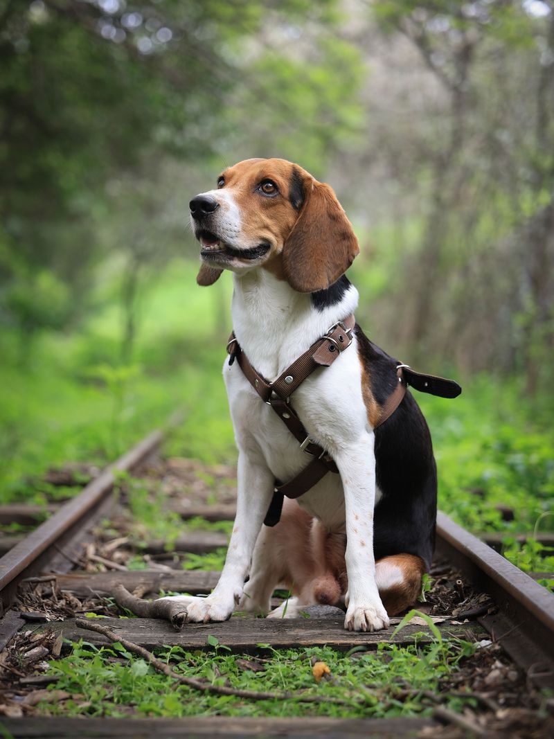Beagle: A Nose That Rules Everything