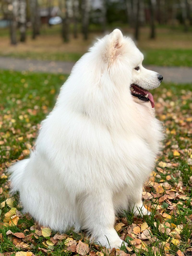 16 Sweet-Natured Dog Breeds That Show Love to Everyone They Meet 2 Samoyed