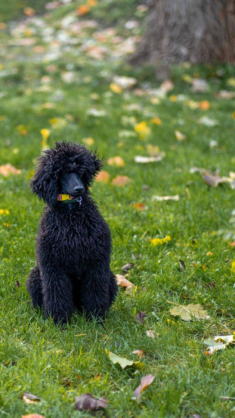 Standard Poodle