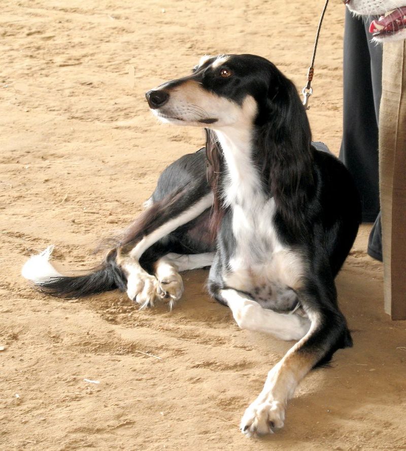 A house full of people won't stop these dog breeds from quietly choosing the one who matters most 12 Saluki