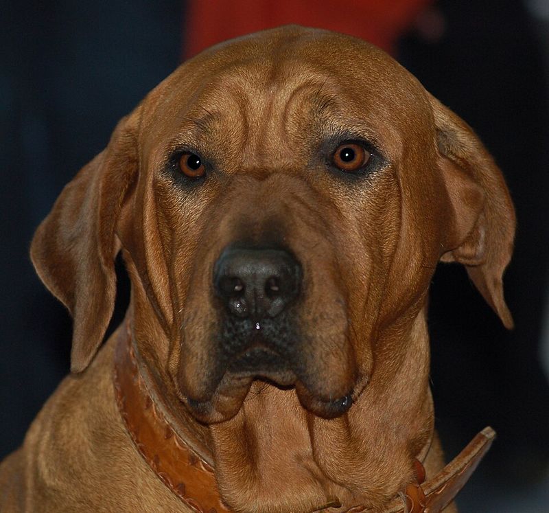 26 Dog Breeds Historically Associated with Strong Defensive Behavior 15 Tosa Inu