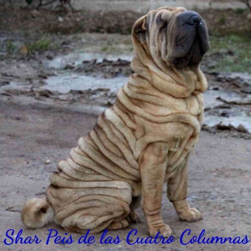 Shar Pei