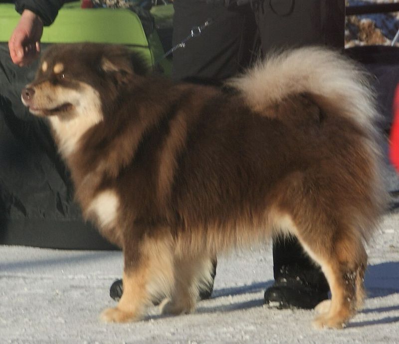 Some dog breeds prefer to understand a situation before joining in 11 Finnish Lapphund