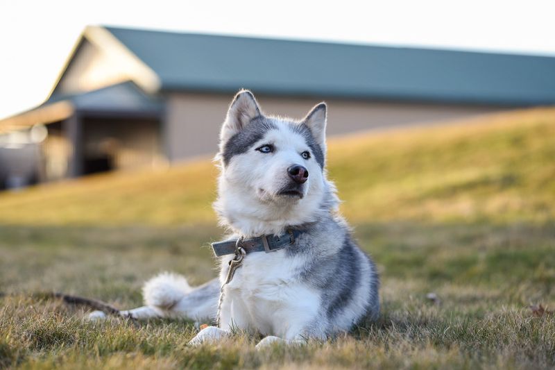 First impressions get these dog breeds wrong surprisingly often 11 Siberian Husky