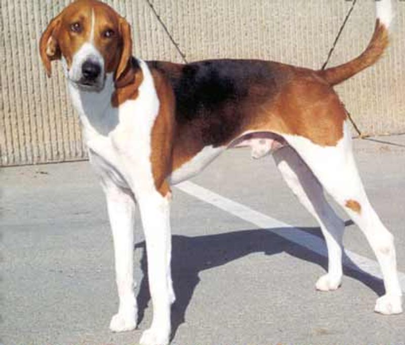 These dog breeds weren't developed for easy quarry - their hunting histories involved serious challenges 6 American Foxhound