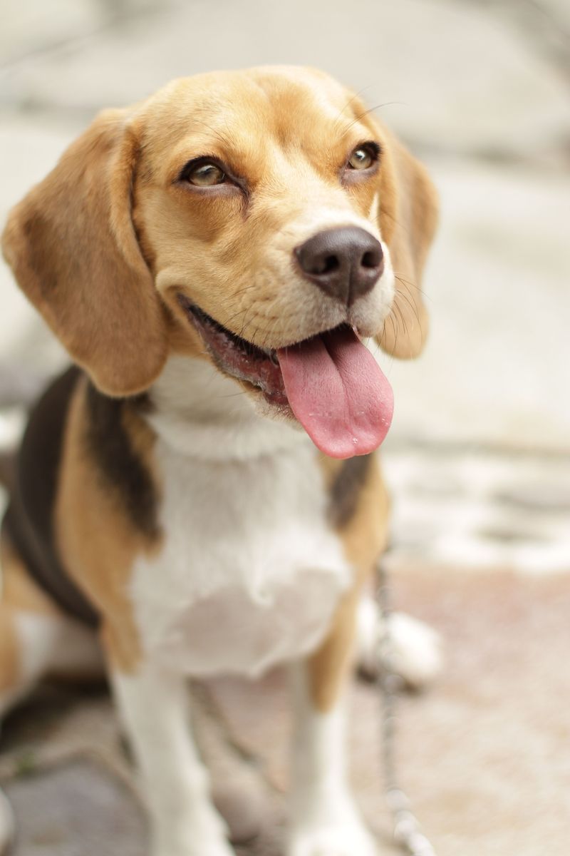 13 unforgettable dog breeds that refuse to fit the usual stereotypes 12 Beagle