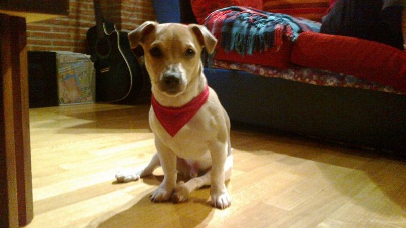 Jack Russell Terrier