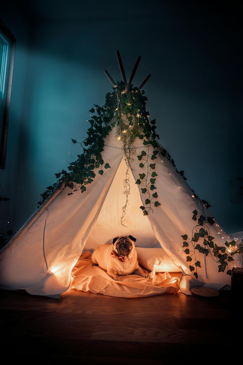 Dogs + Smart Homes Are Merging - 12 Features People Add Specifically for Pet Comfort 3 Motion-Activated Night Lights