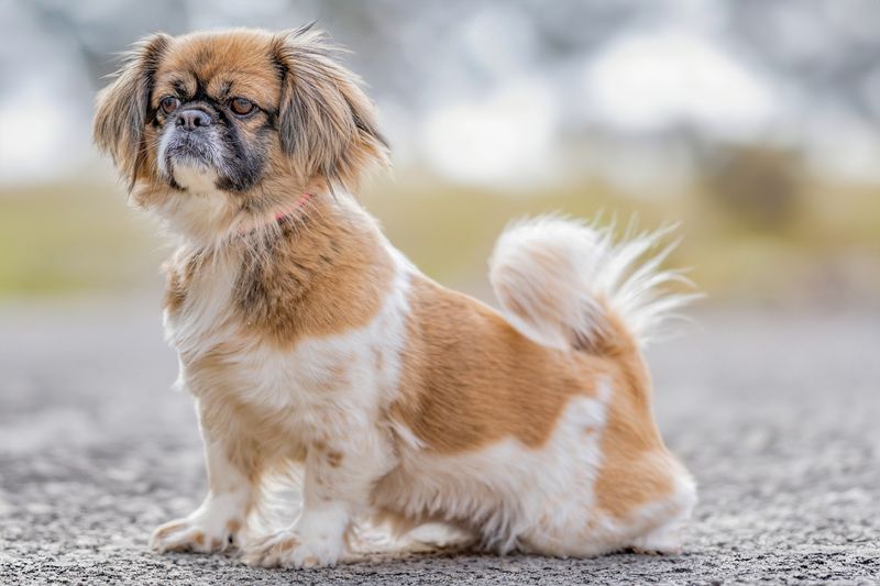 14 dogs built for slow mornings and quiet evenings 13 Tibetan Spaniel