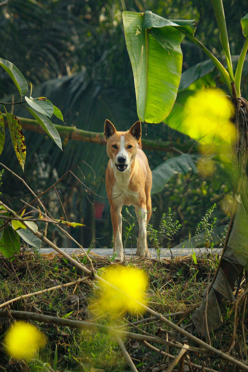 Other animals nearby