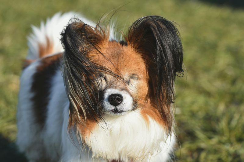 “Dog Breath” Posts Are Going Viral Again - 10 Breeds Owners Say Need Dental Routines Early 8 Papillon