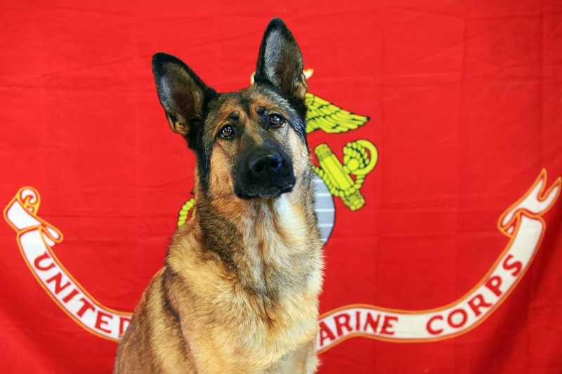 20 Famous Dogs Remembered for Bravery, Loyalty, and Service 11 Lucca