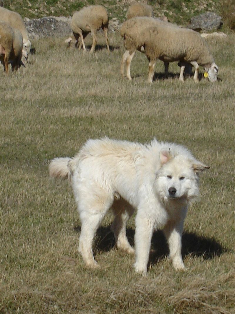 Great Pyrenees