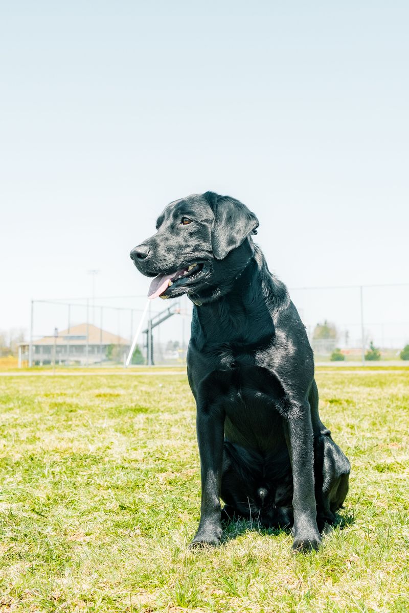 These 11 dog breeds love so deeply that being alone feels genuinely difficult 5 Labrador Retriever