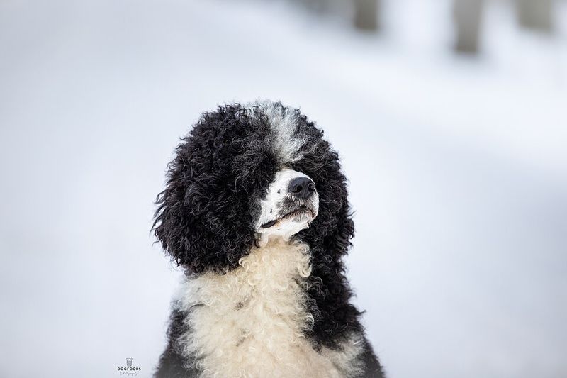 Portuguese Water Dog