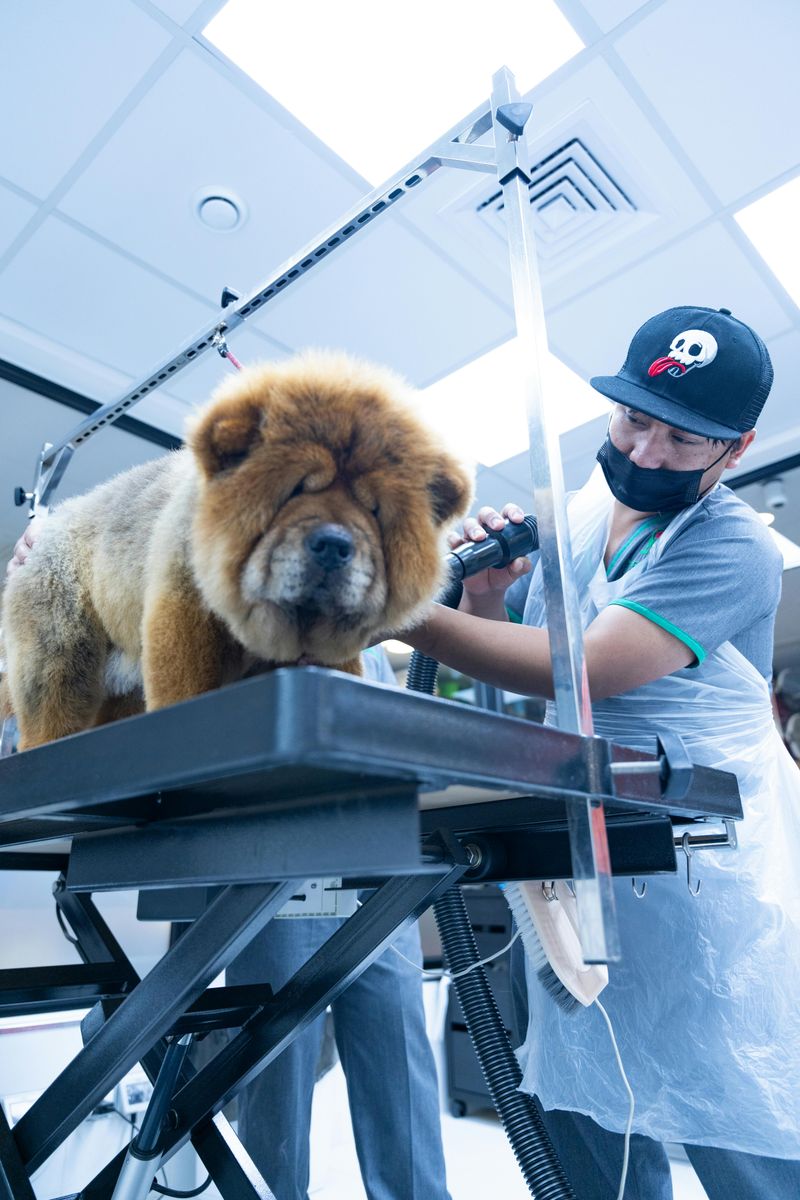 16 dog breeds that love you deeply without acting clingy 10 Chow Chow