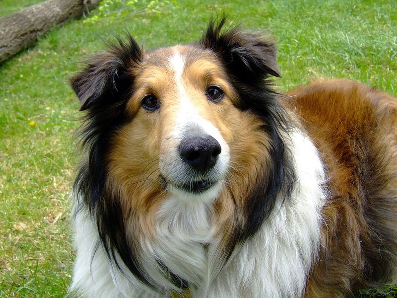 12 emotionally loyal dog breeds that connect deeply in subtle ways 13 Collie