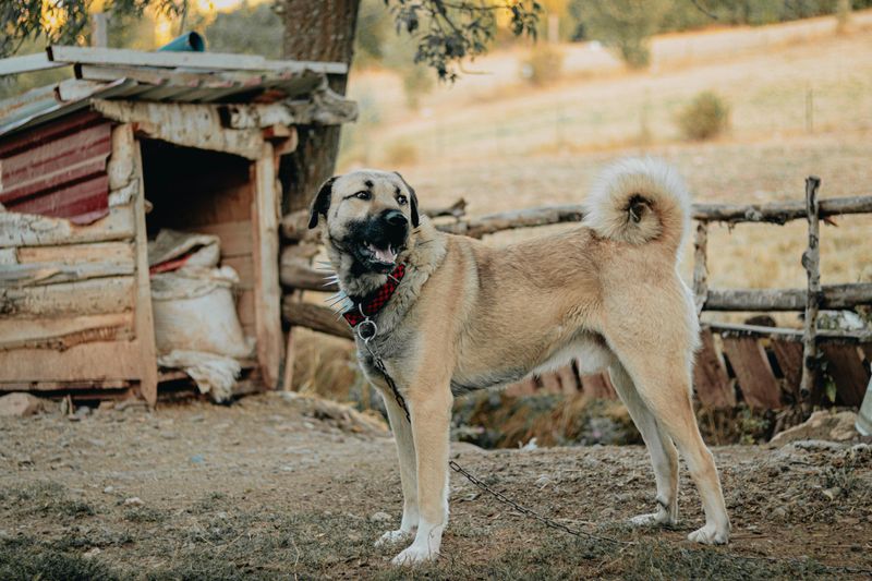 Kangal
