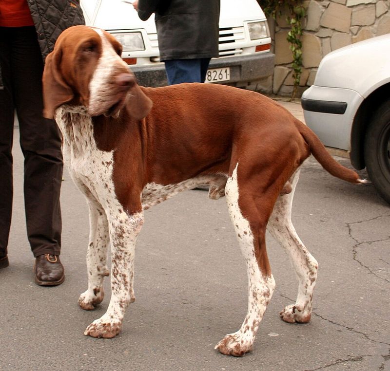 Bracco Italiano