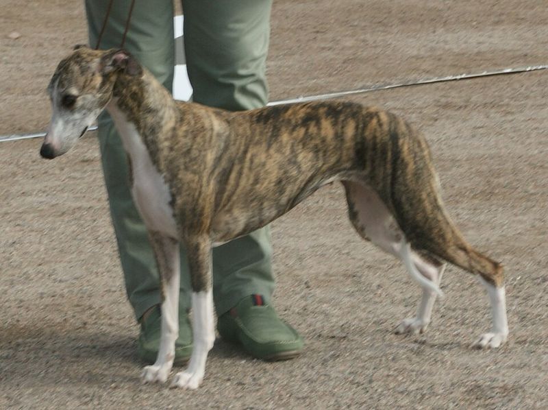 Looking for a naturally steady companion? These dog breeds rarely disappoint 6 Whippet